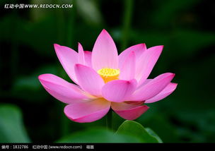 像漂亮的粉裙子