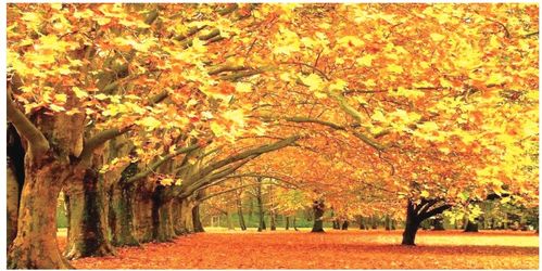 秋风中， 黄叶轻舞