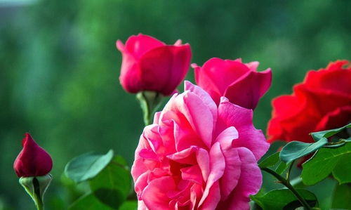 月季花开满枝头的秘诀：春季老叶片的处理方法