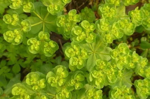 乙草胺：使用前要评估吗？