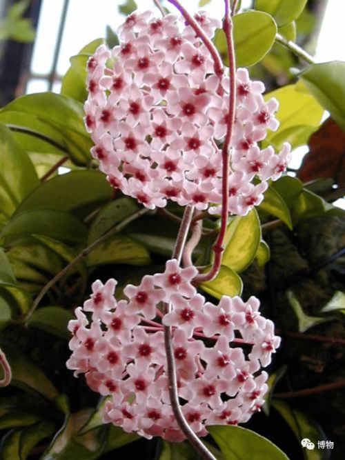 阴生植物新手养护指南：如何选对植物，避开养护误区