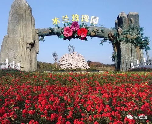 南阳卧龙嘉农玫瑰园的美丽画卷