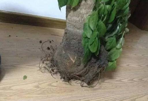 幸福树枯萎，是土壤缺水还是病虫害侵袭