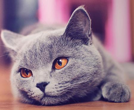 小灵猫人工养殖技术，探讨其药用价值及其在传统医学中的应用