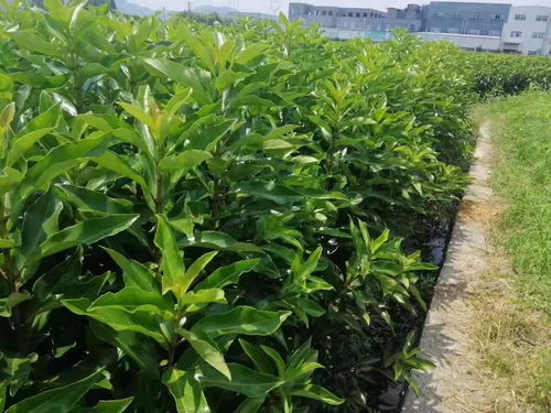 两米高的冬青树，到底多少钱一棵呢？