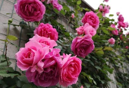 黑斑病：阴雨天气的隐患