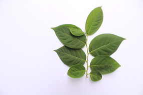 苹果叶子的颜色