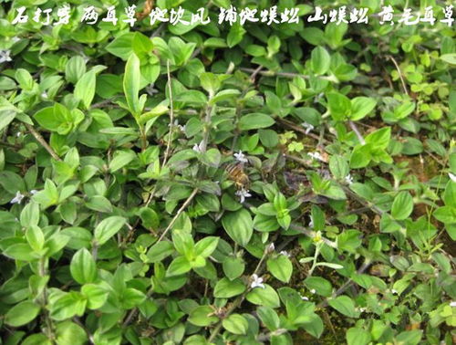 黄果皮叶：天然植物
