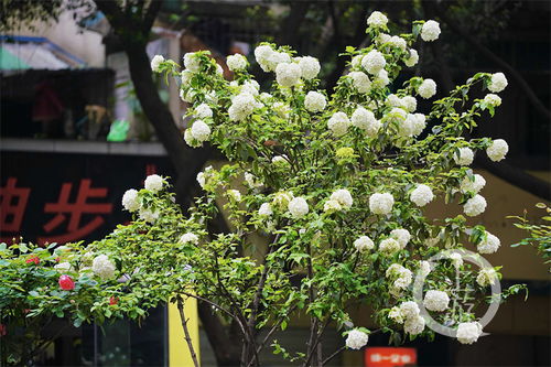 木本绣球的花期有多长？