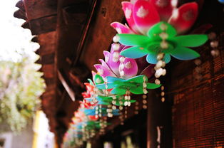 埃及国花：莲花，象征生命与繁荣