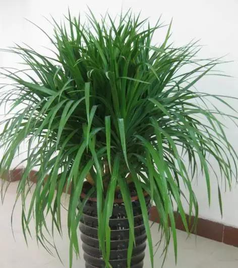 柽柳：耐盐碱，改良土壤