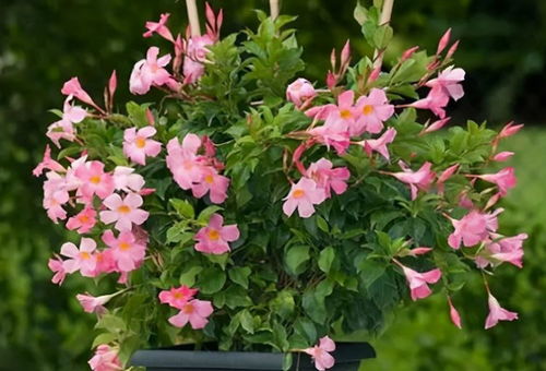 飘香藤：夏日香气， 清新宜人