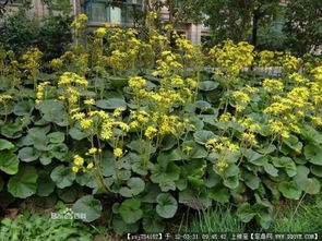 黑心菊：心中藏有秘密的花