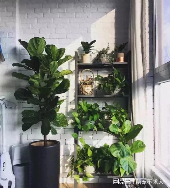 阳台花架摆放，揭秘植物生长的秘密