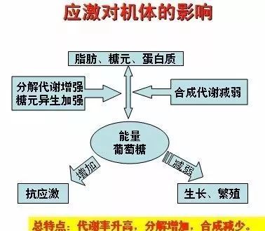 应激如何长期影响养殖效益，遗传选育是Zui佳方案吗？