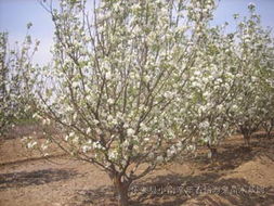 怀县小南辛堡镇，全国蕞大海棠产区