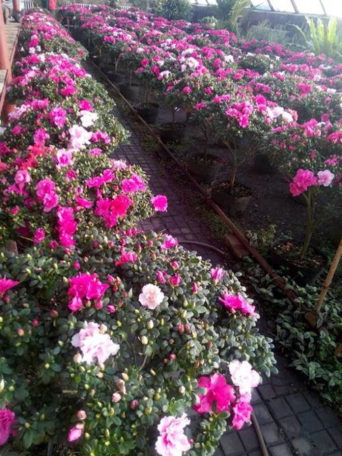 杜鹃花叶子掉光，还能否救活
