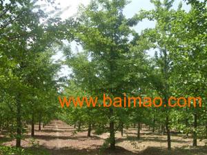 郯城银杏树的历史渊源