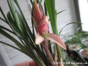 移栽兰花需选阴天，带土球