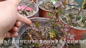 2. 不耐雨淋