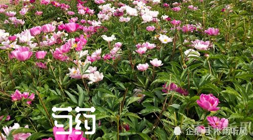 芍药枯萎了如何挽救