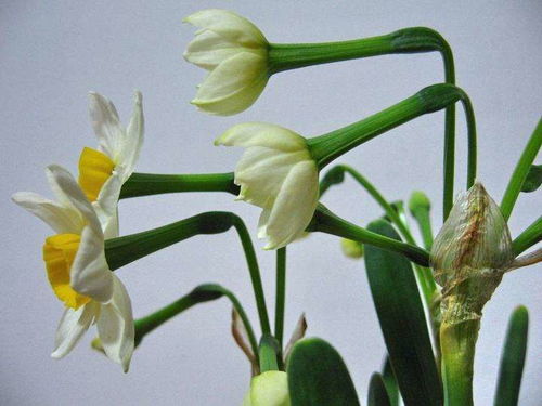 水仙花的换水，保持水质清澈