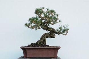 松树盆景修剪入门篇
