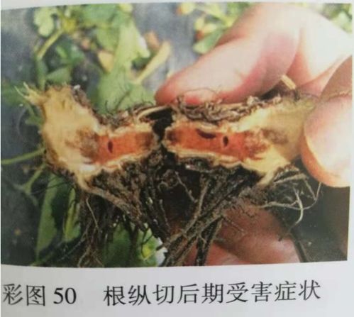 花生根腐病：土壤中的隐形杀手