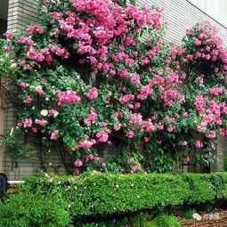 月季红蜘蛛，这个家伙让我头疼不Yi！