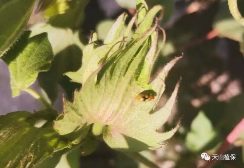 金脉单药花病虫害综合管理技术