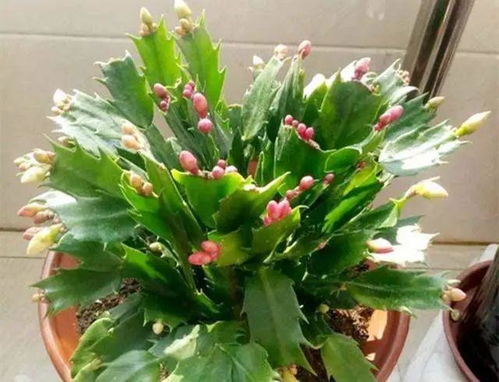 三、施肥时间，得掐准了