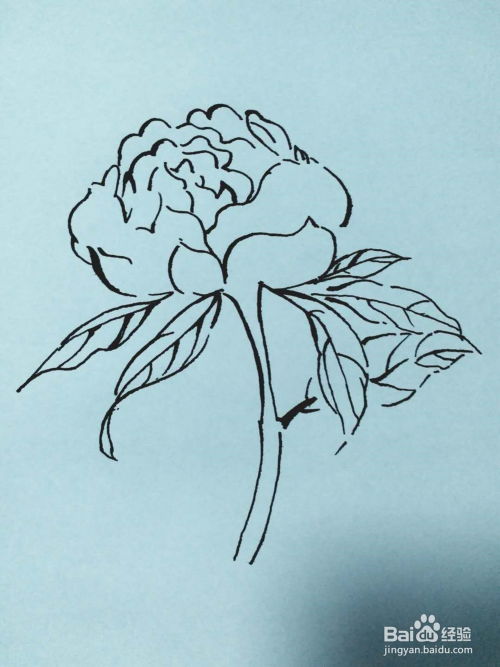 白描牡丹花，含苞待放