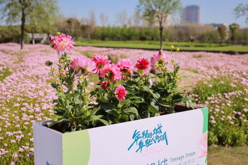 白色月季别买，红蜘蛛白粉病轮着来