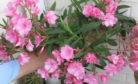 室内养这些有毒花卉真的安全吗？有没有什么方法可以降低其毒性
