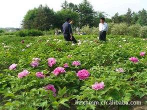 路边绿化花卉品种