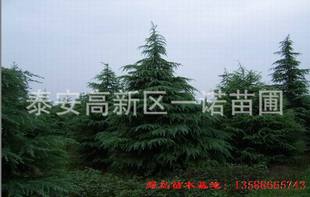 雪松种类繁多， 价格各异