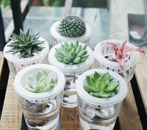 水培紫竹难存活，是土壤问题还是水质问题