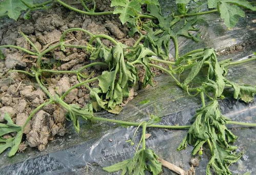 多菌灵，蒜苗的守护神？