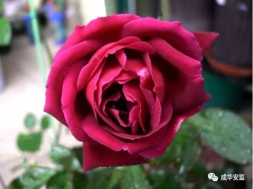 月季花香，浓郁如诗