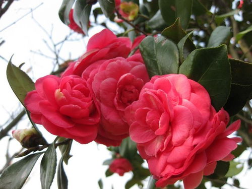 月季花带动城市绿色发展