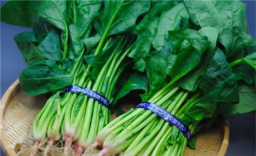 菠菜：营养丰富的绿色宝藏