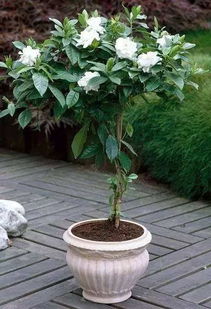 高盆种花秘籍：深盆植高大花，选对植物！