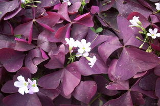 紫色的花， 紫色的叶，让人好奇的小生命