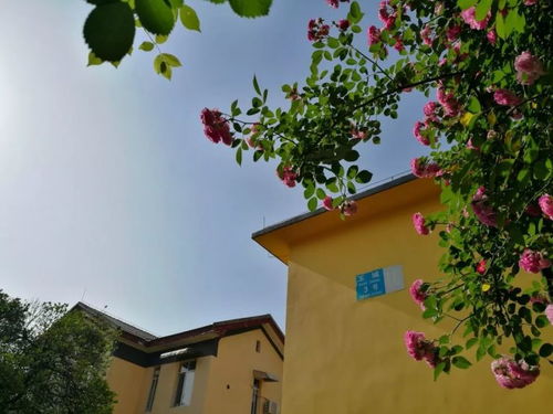 品种选择， 龙沙宝石引领潮流