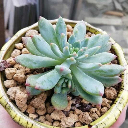 多肉移植后如何掌握浇水技巧，确保缓苗期养护得当