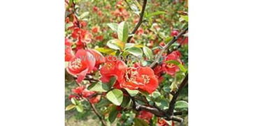 海棠树的寿命，长长久久