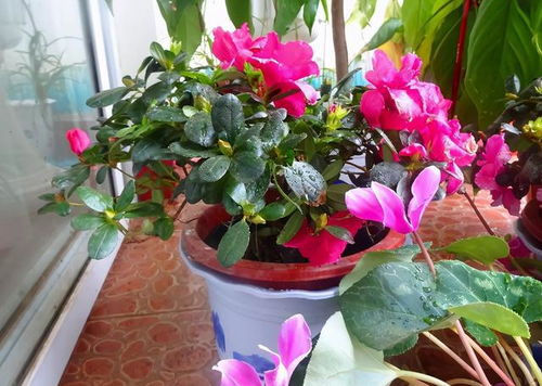 家庭养花自制肥料，省下60%的肥料钱！