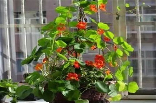 盆花烂根后如何正确处理并重新换盆