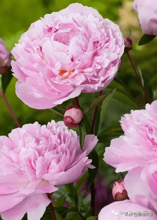 芍药花≠牡丹花？两者有何区别与联系
