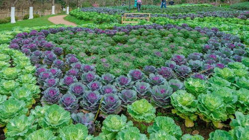 白菜掉虫怎么办？试试这些方法